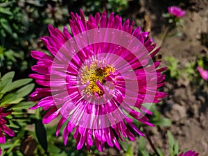 Aster is a genus of perennial flowering plants in the family Asteraceae. Its circumscription has been narrowed  and it now photo