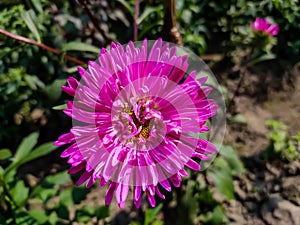 Aster is a genus of perennial flowering plants in the family Asteraceae. Its circumscription has been narrowed  and it now photo