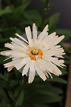 Macro close up of a white aster photo