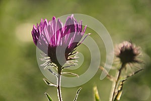 Wild Aster Budding With Petals Upwards - Asteraceae photo