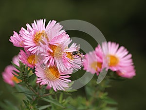 Aster with insect