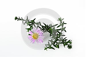 Aster isolated on white. Aster ericoid Ã¢â¬ÅPink Cloud