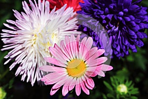Aster Lazy Daisy Mix flowers
