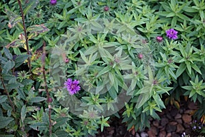 Aster novae-angliae \'Purple Dome\' blooms with purple flowers in October. Berlin, Germany