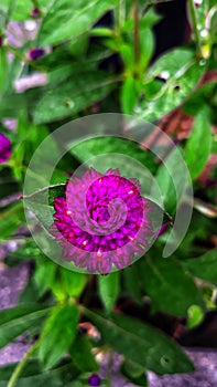 Aster novae-angliae Violetta flower