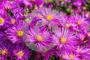 Aster novi belgii `Dandy`