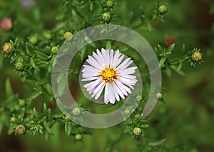 Aster novi belgii (Michaelmas daisy)