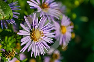 Aster novi belgii on natural green background.