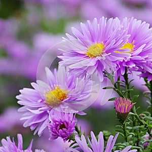 Aster Novi Belgii