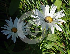 Aster novi-belgii 'White Ladies' (Michaelmas daisy 'White Ladies' )