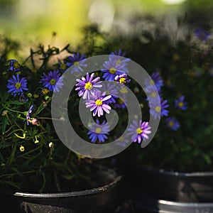 Aster novi-belgii â€˜Professor Anton Kippenbergâ€™