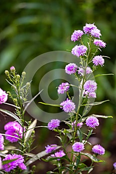 Aster Novi-belgil L., or Michaelmas Daisy.Pink flowers with stems and leaves, side view. The background is a green garden