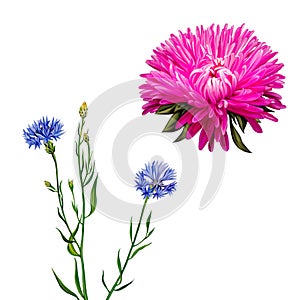 Aster. Pink flower, Spring flower, Knapweed flower photo