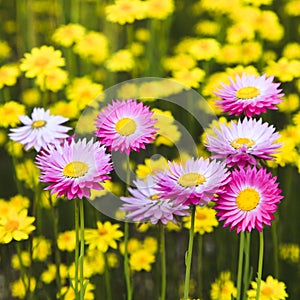 Aster pink on Yellow