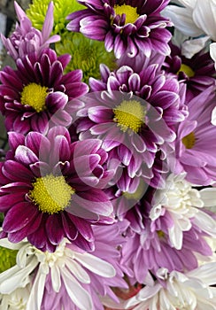 Aster,a plant of the daisy family that has bright rayed flowers, typically of purple