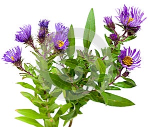 Aster Plants