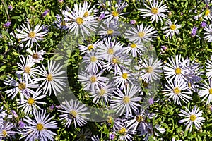 Aster pyrenaeus \'Lutetia