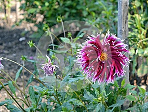 Aster with red petals with white tips and a yellow center
