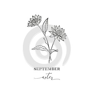 Aster, September. Hand drawn birth flowers, Vector Graphics.