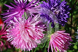 Aster-Tall Ostrich Plume Mixed Flower