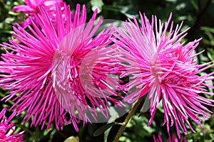 Aster-Tall Ostrich Plume Mixed Flower in the garden