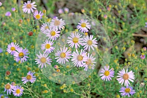 Aster tataricus