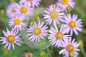 Aster tataricus