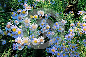 Aster tataricus