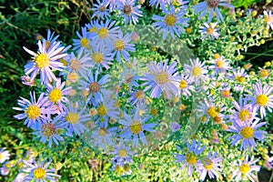 Aster tataricus