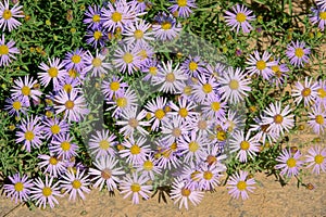 Aster tataricus