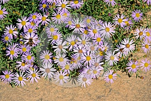 Aster tataricus