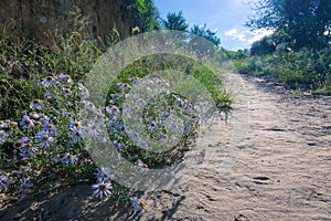 Aster tataricus