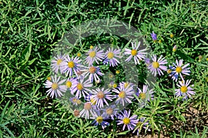 Aster tataricus