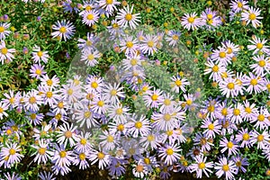 Aster tataricus