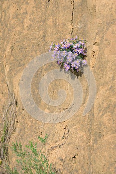 Aster tataricus