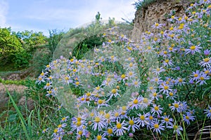 Aster tataricus