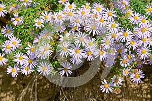 Aster tataricus