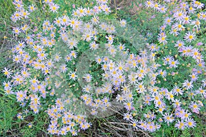 Aster tataricus