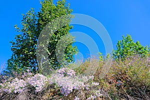 Aster tataricus