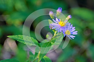 Aster tataricus