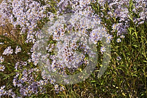 Aster tataricus plant in bloom