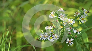 Aster tripolium in bloom. White flowers sways on the breeze in sunny day