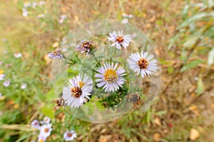 Aster Tripolium in the Meadow