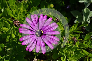 Aster in the warm summer sun