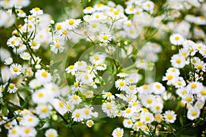 Aster white flowers photo