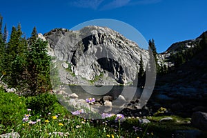 Aster wildflowers in the beartooth mountains