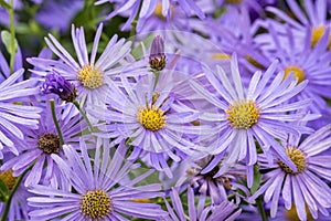 Aster x frikartii `Monch`