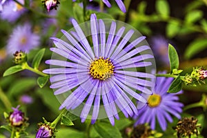 Aster x frikartii `Monch`