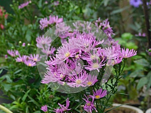 Asteraceae