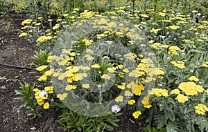 Asteraceae Achillea.